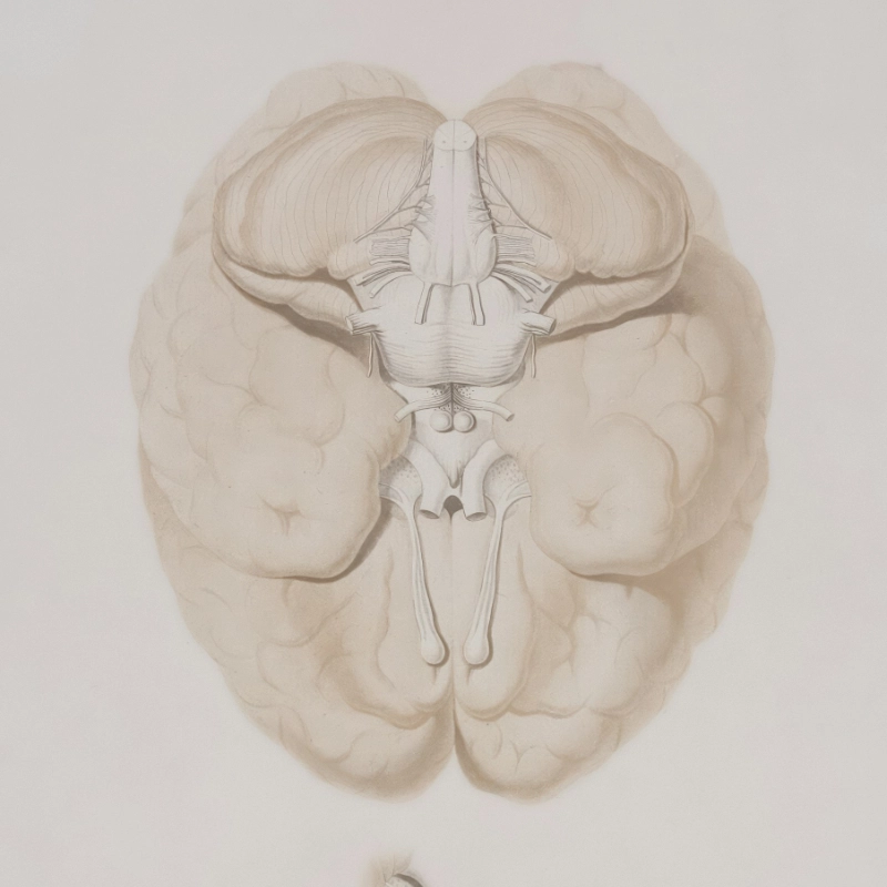 En terme d’études scientifiques, le Centre National de la Recherche Scientifique est une source fiable. En 2010, le CNRS a produit ce court documentaire de 11 minutes, qui explique clairement l’impact de l’hypnose sur notre cerveau.