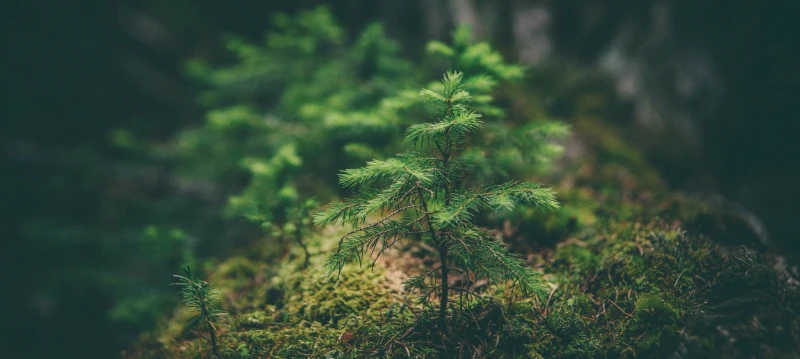 La théorie polyvagale ou la zone d’habitabilité émotionnelle